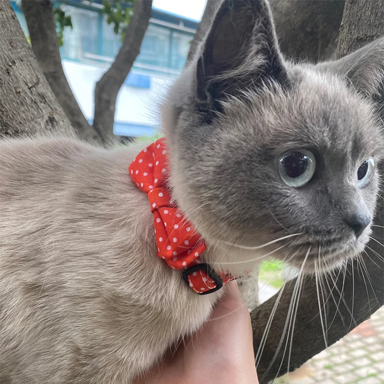 Bright and Beautiful Breakaway Cat Collar