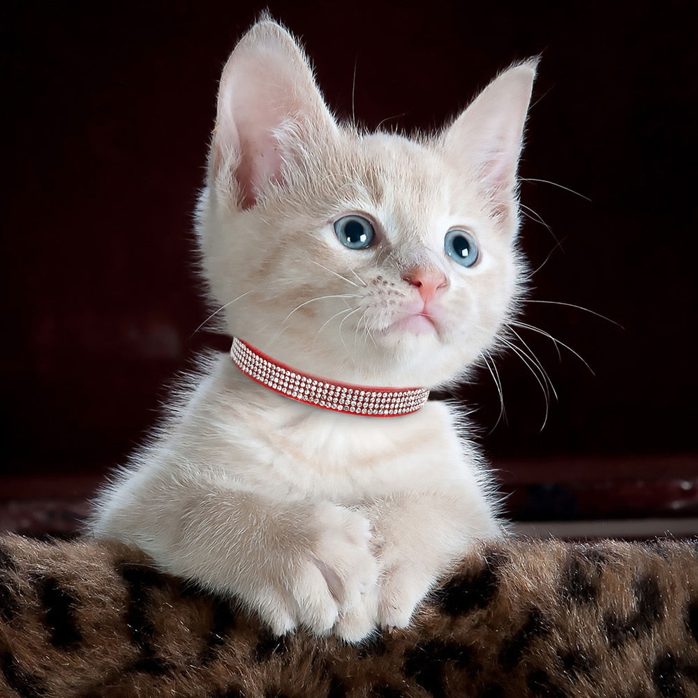 Glittery and Glamourous Breakaway Collar