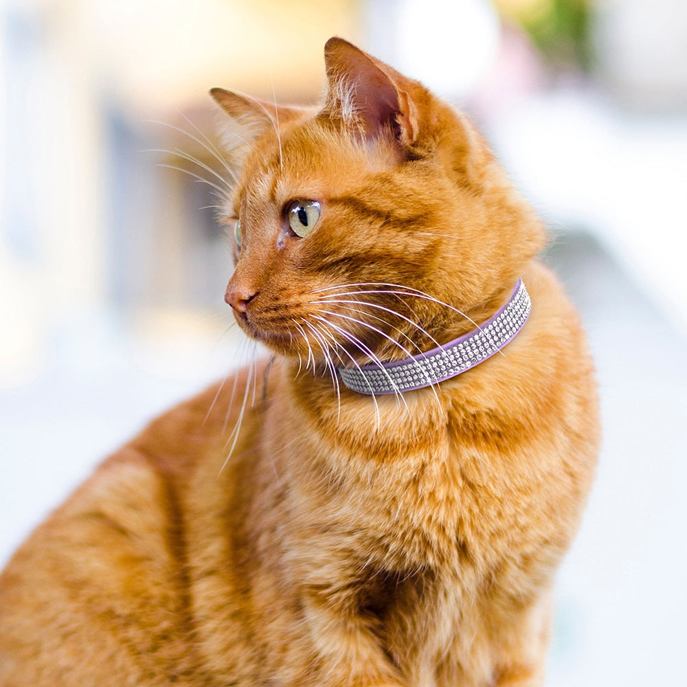 Glittery and Glamourous Breakaway Collar