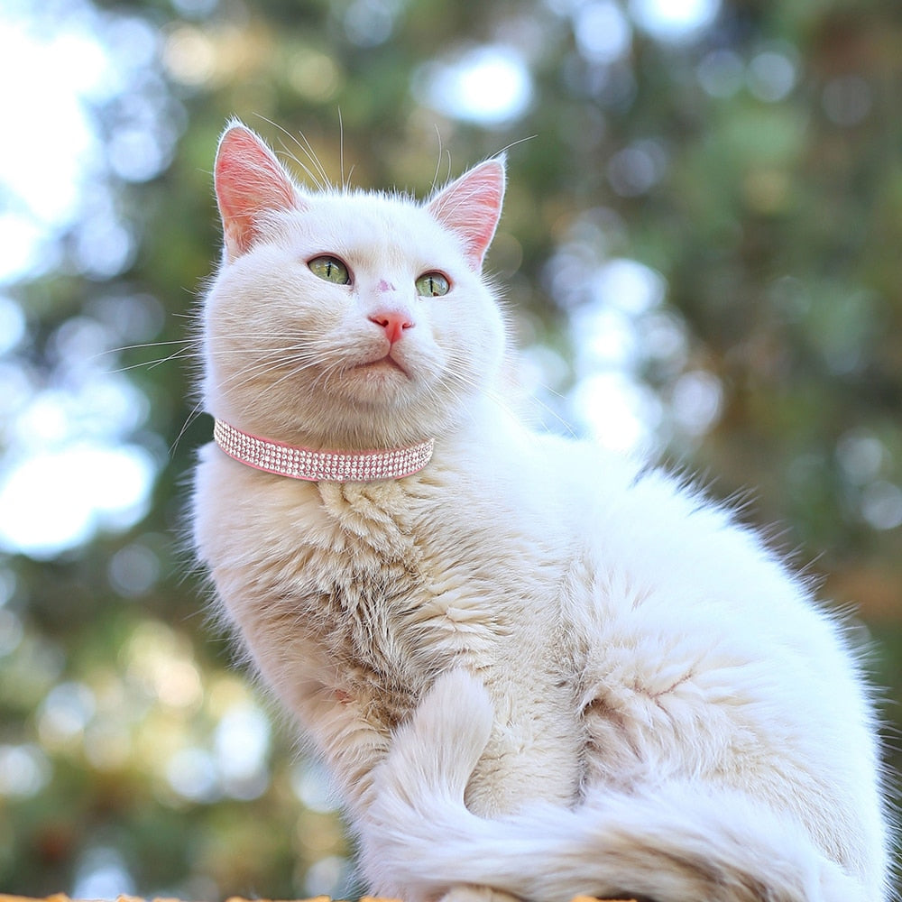 Glittery and Glamourous Breakaway Collar