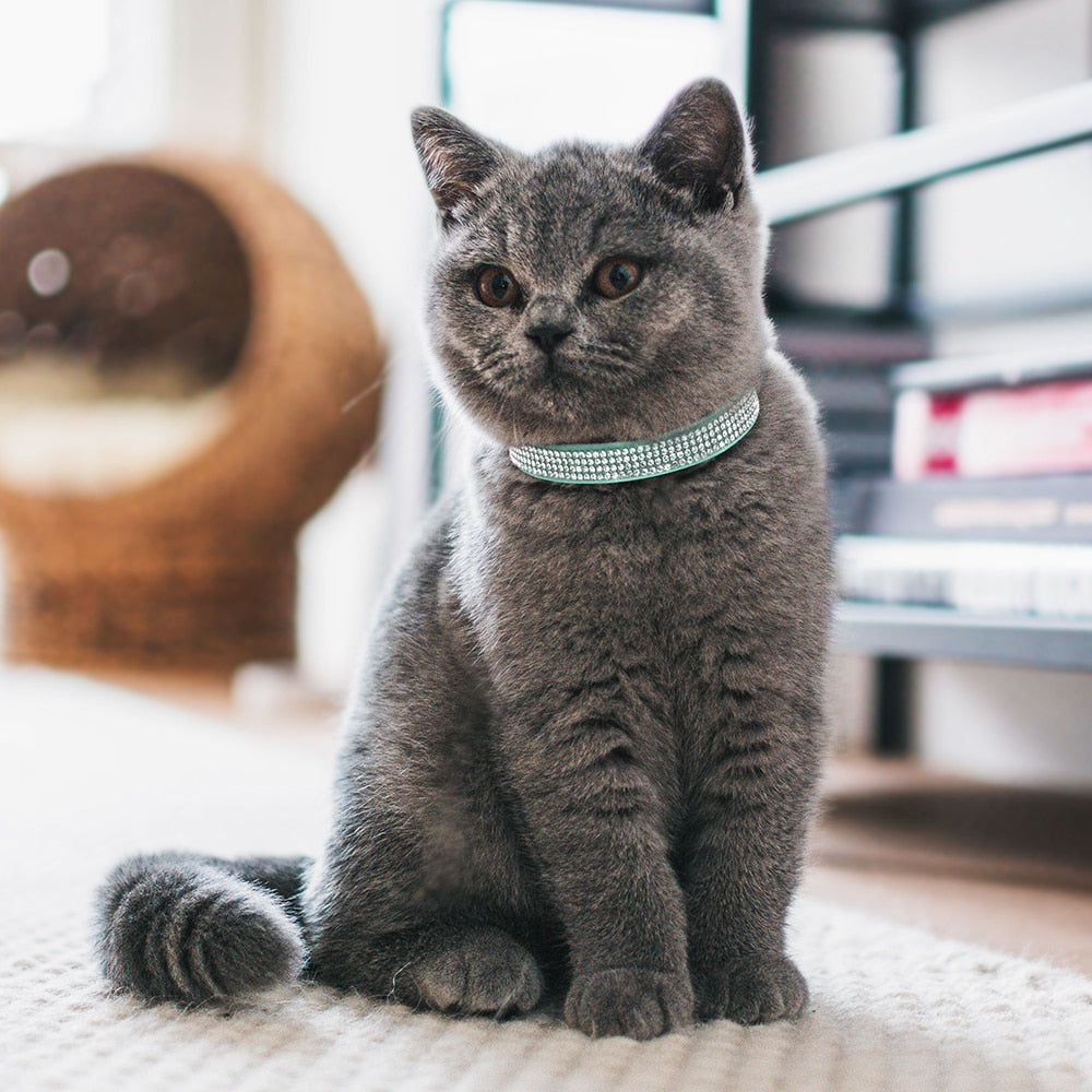 Glittery and Glamourous Breakaway Collar